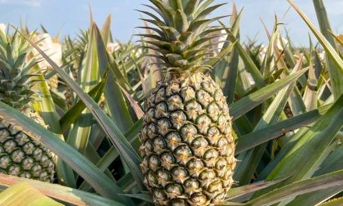 夏桔草作用与功效-夏桔梗功效网 :分享夏桔草怎么吃效果最好-夏桔草功效与主治知识